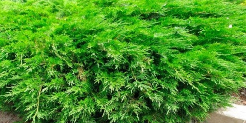 Kako rezati kozačku kleku